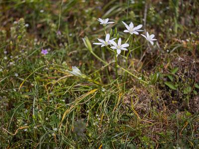 ornithogalum divergens