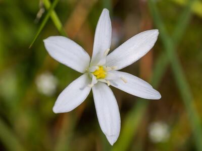 ornithogalum divergens detail