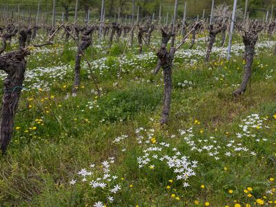 ornithogalum divergens habitat