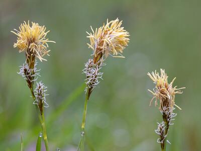 carex caryophyllea habitus