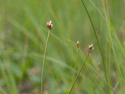 carex chordorrhiza