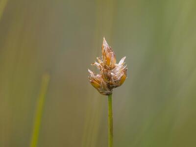 carex chordorrhiza detail