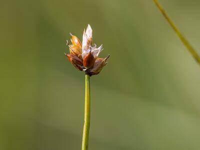 carex chordorrhiza frucht