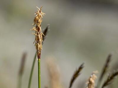 carex davalliana bluete