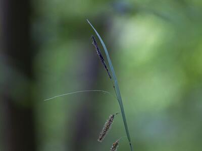 carex flacca habitus