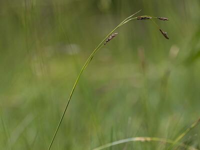 carex hostiana