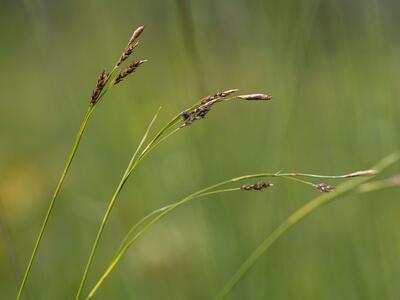 carex hostiana detail