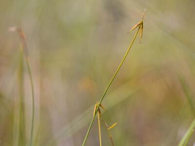 carex pauciflora