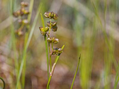 scheuchzeria palustris habitus