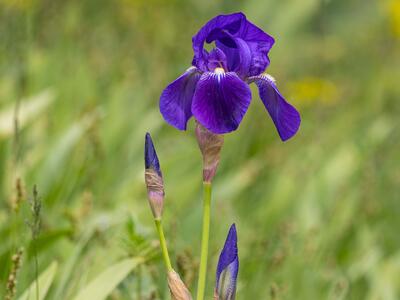 iris germanica
