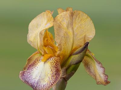 iris germanica detail