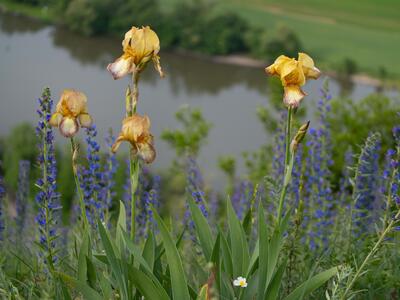 iris germanica habitus