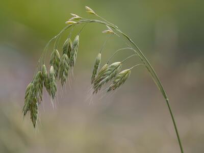 bromus grossus
