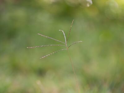 digitaria sanguinalis