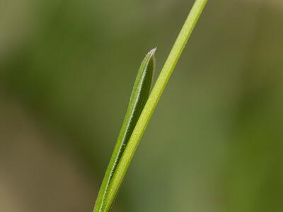 sesleria caerulea blatt