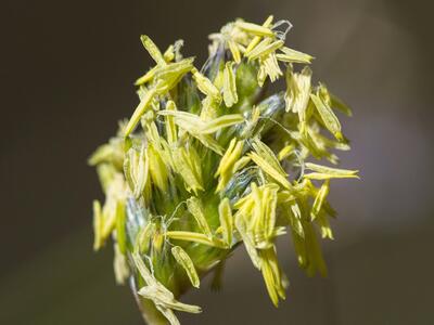 sesleria caerulea bluete