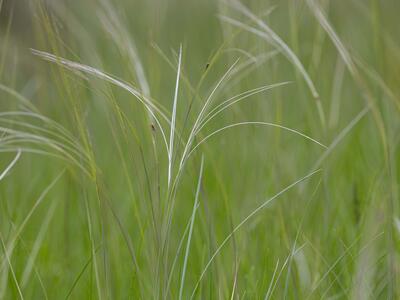 stipa pennata
