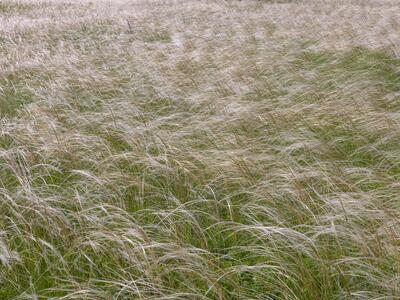 stipa pennata habitus