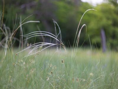 stipa pulcherrima