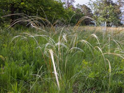 stipa pulcherrima habitus