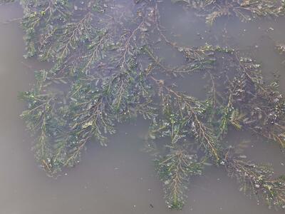 potamogeton crispus habitus