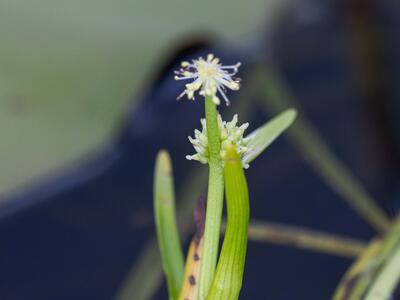 sparganium natans bluete