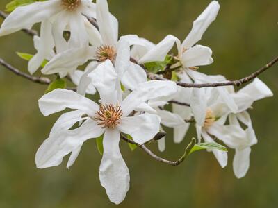 magnolia stellata