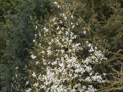 magnolia stellata habitus
