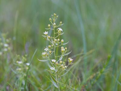 thesium pyrenaicum