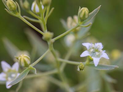 thesium pyrenaicum detail
