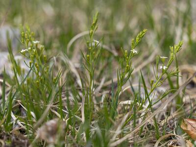 thesium rostratum