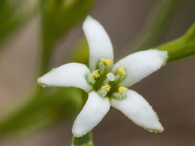 thesium rostratum detail