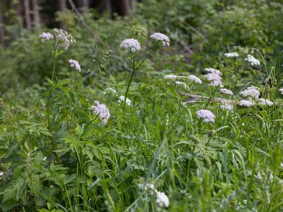 chaerophyllum hirsutum