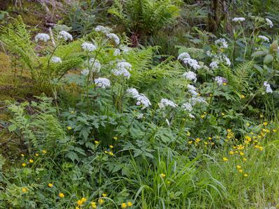 chaerophyllum hirsutum habitus