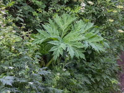 heracleum mantegazzianum