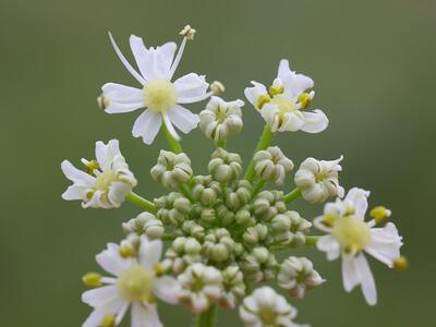 heracleum sphondylium ssp sibiricum detail