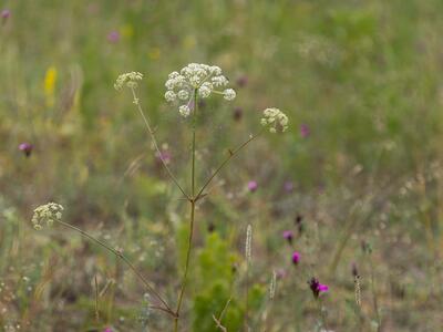 peucedanum oreoselinum habitus