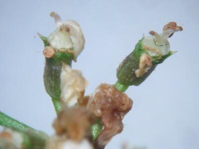 peucedanum palustre frucht detail