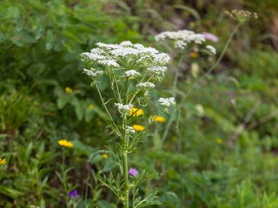 pleurospermum austriacum