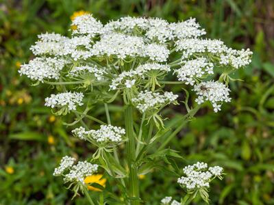 pleurospermum austriacum detail