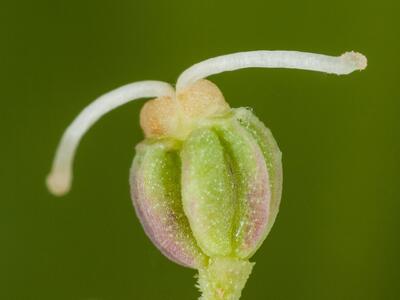 selinum carvifolia frucht