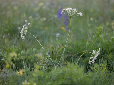 siler montanum