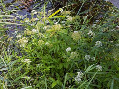 sium latifolium habitus
