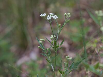 torilis arvensis habitus