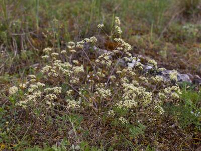 trinia glauca