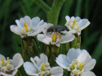 achillea millefolium ssp millefolium bluete