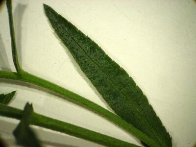 achillea salicifolia blatt