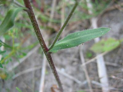 erigeron acris ssp acris blatt