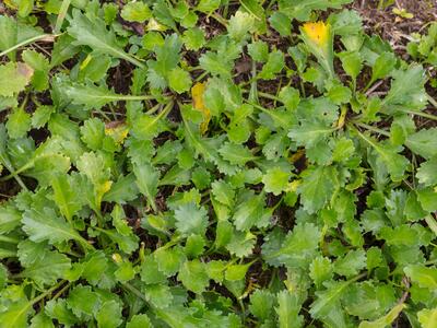 leucantheum vulgare blaetter
