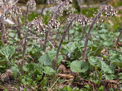 petasites paradoxus
